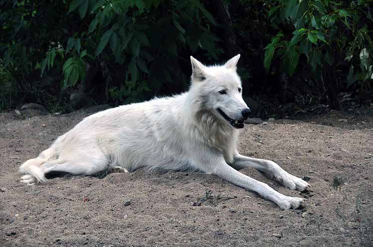 wolf